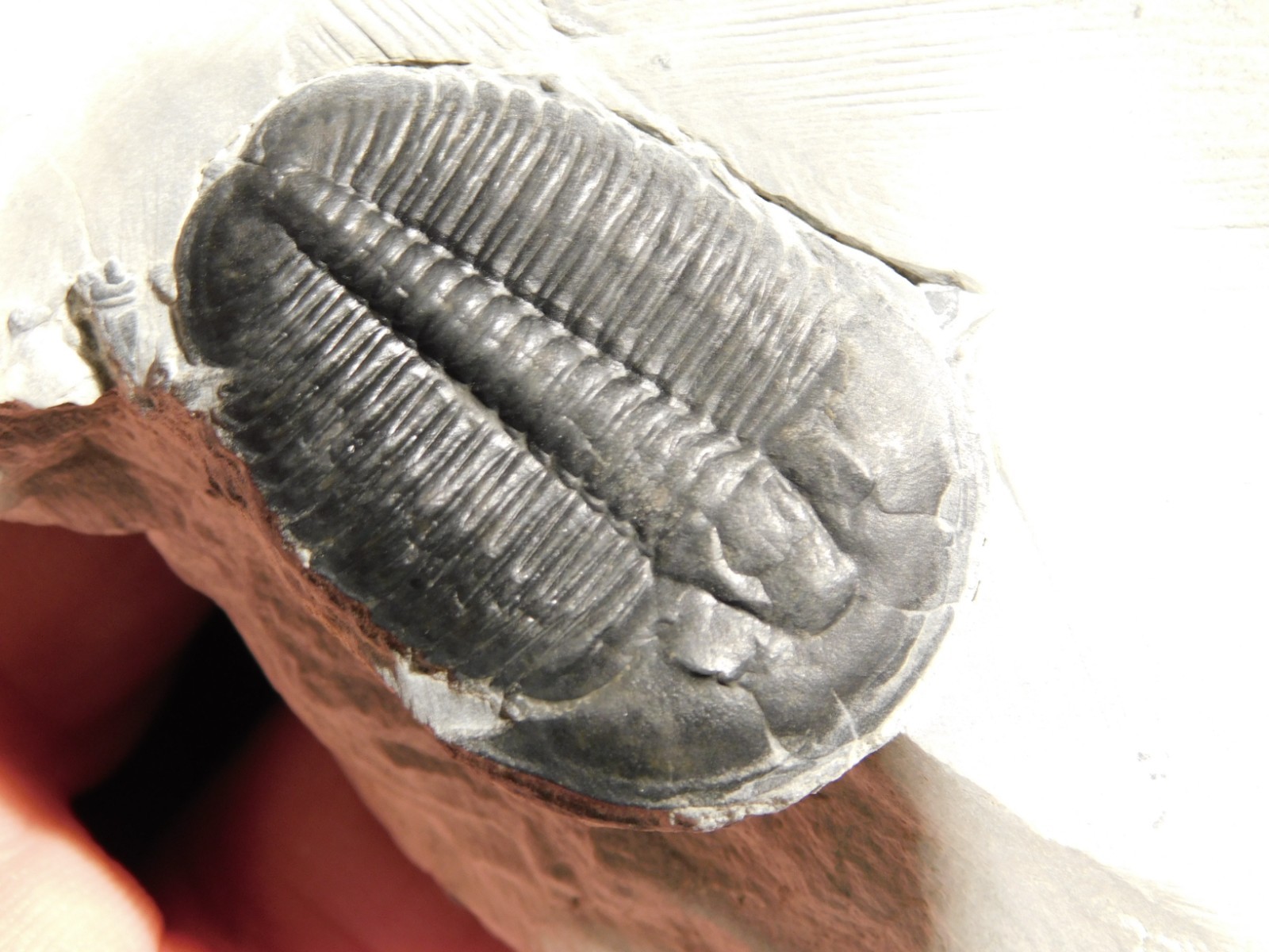 LARGER! NICE and 100% Natural TRILOBITE Fossil From Cambrian Utah 371gr *D