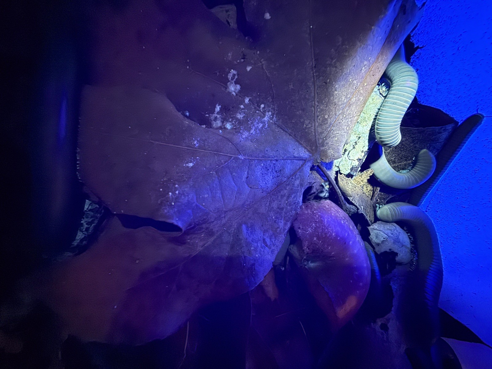 UV REACTIVE Hiltonius Pulchrus Millipede 5 Compost Classroom Pet Millipede Only