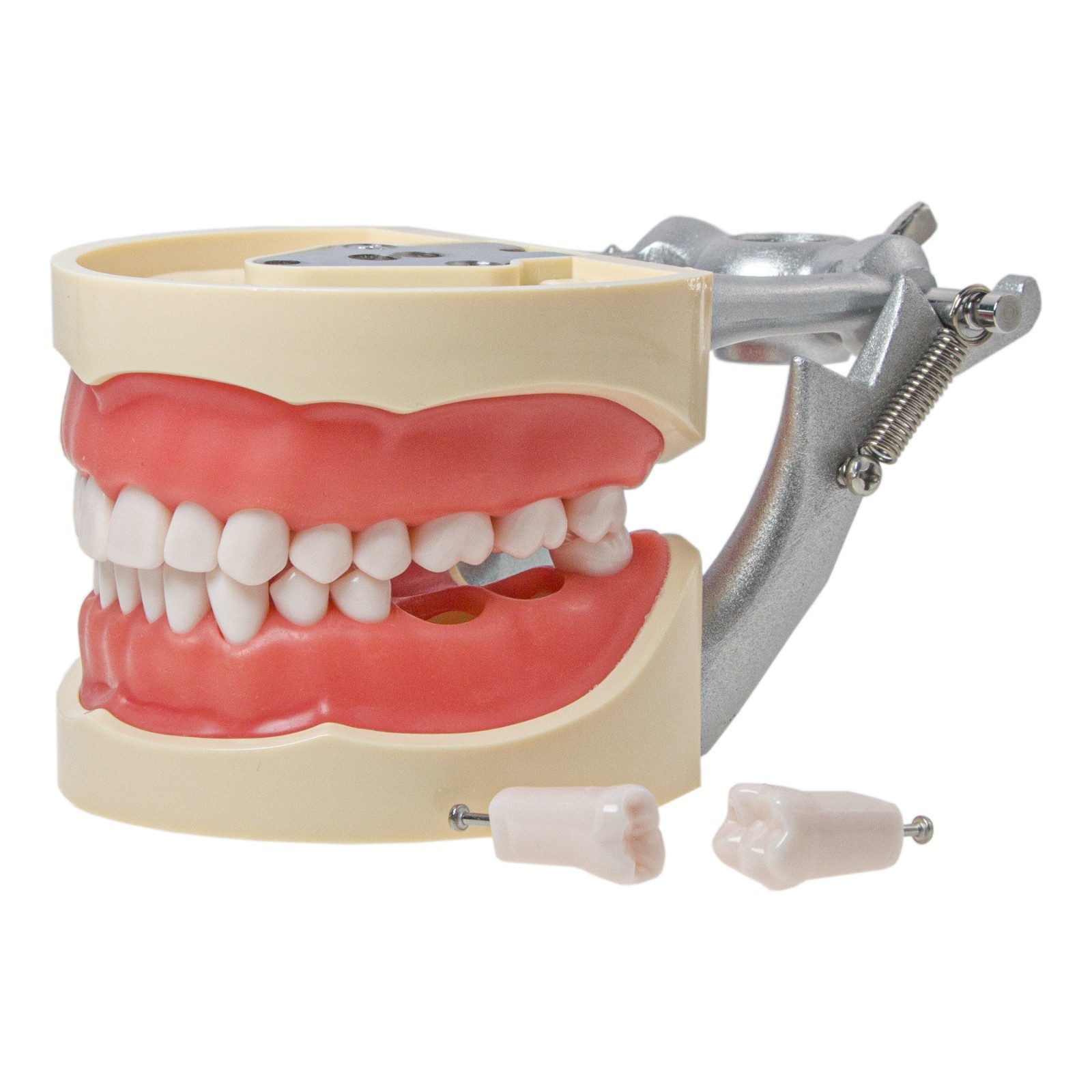 Kilgore Nissin 200/500 Dental Typodont Removable Screw-in Teeth Model Mount Pole