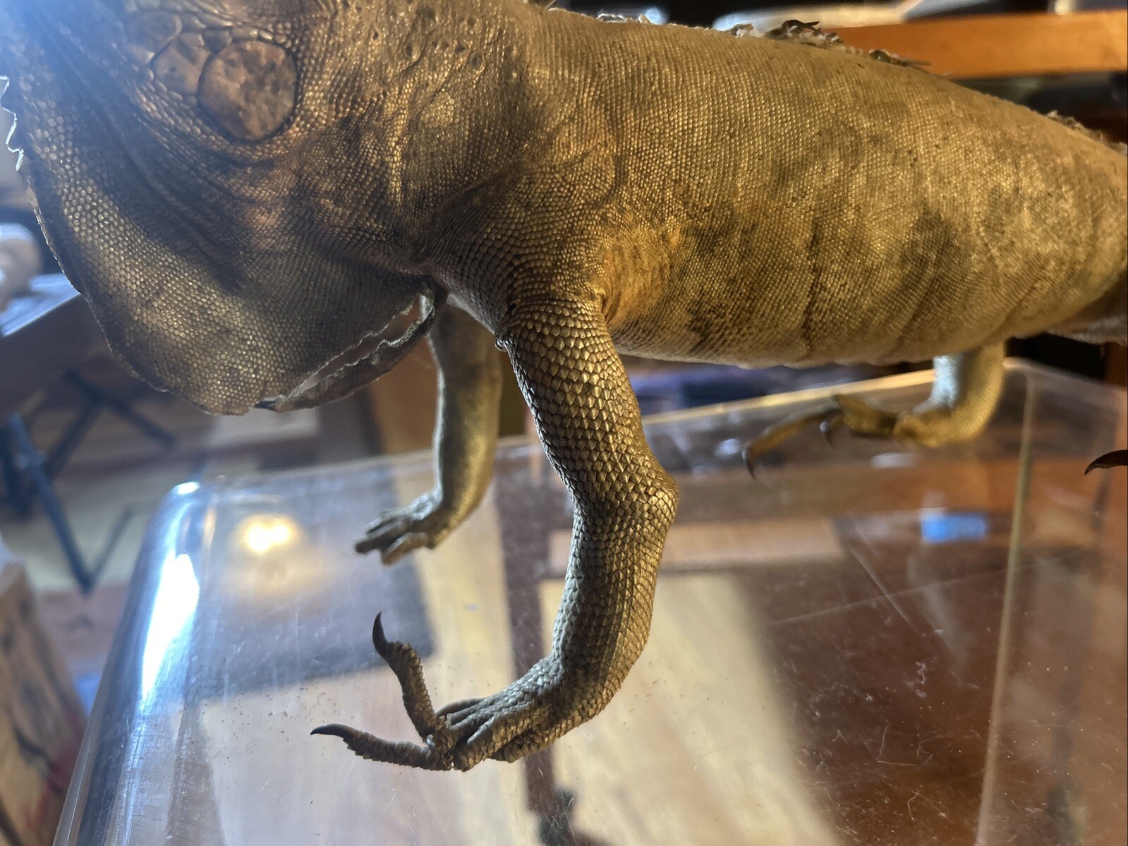 Vintage taxidermy Igauna Lizard, Folk Art, Home Decor, Exotic, Macabre, Rare