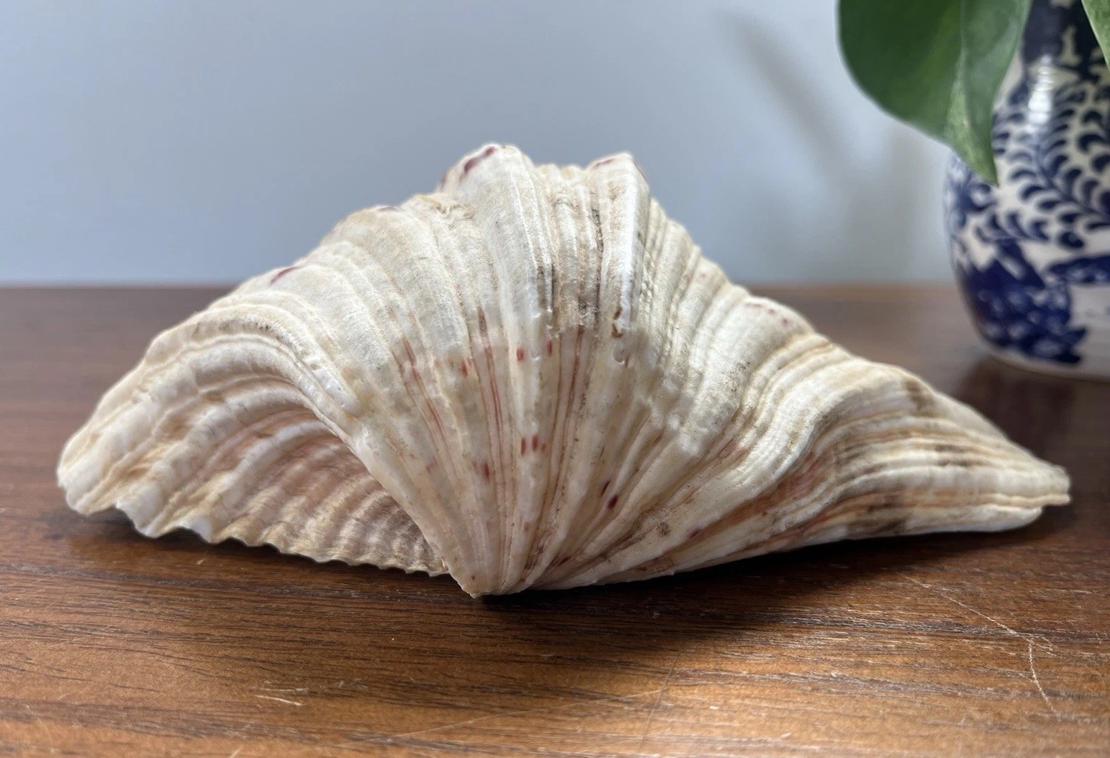 Bear Paw Clam Shell Half 7” X 5” Natural Nautical Beach Decor Real Coastal