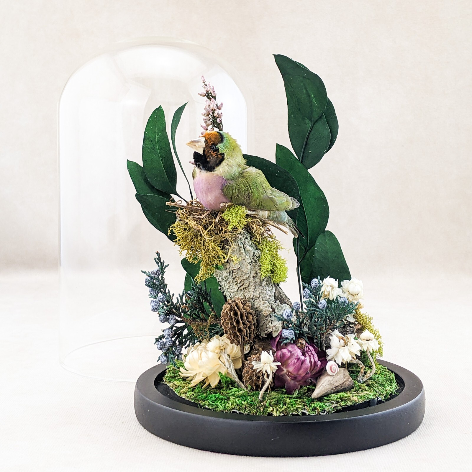 Gouldian Finch Glass Dome Floral Display Taxidermy Oddities Curiosity decor gift