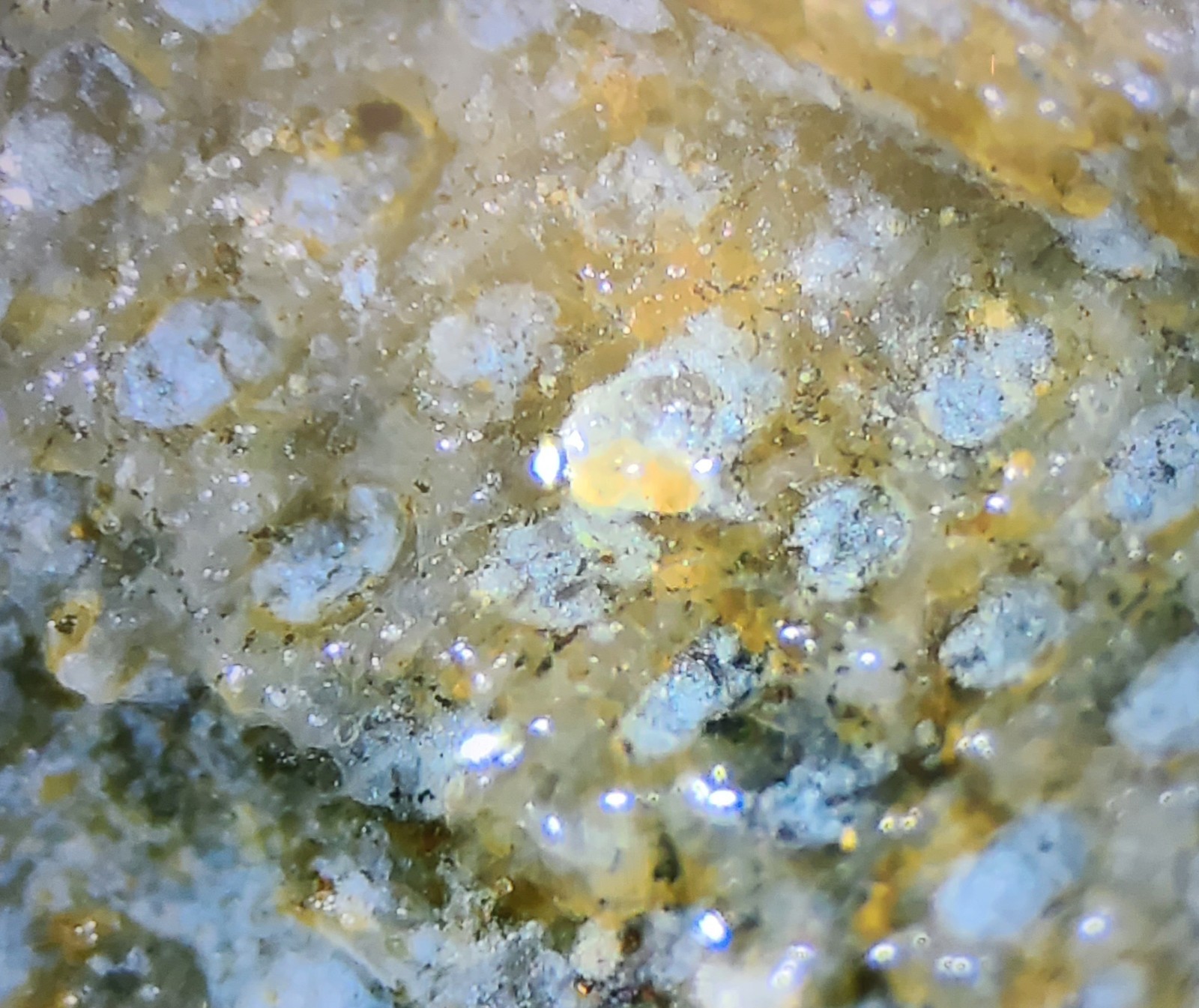 Silurian Sea Bed Fossil NW Ohio