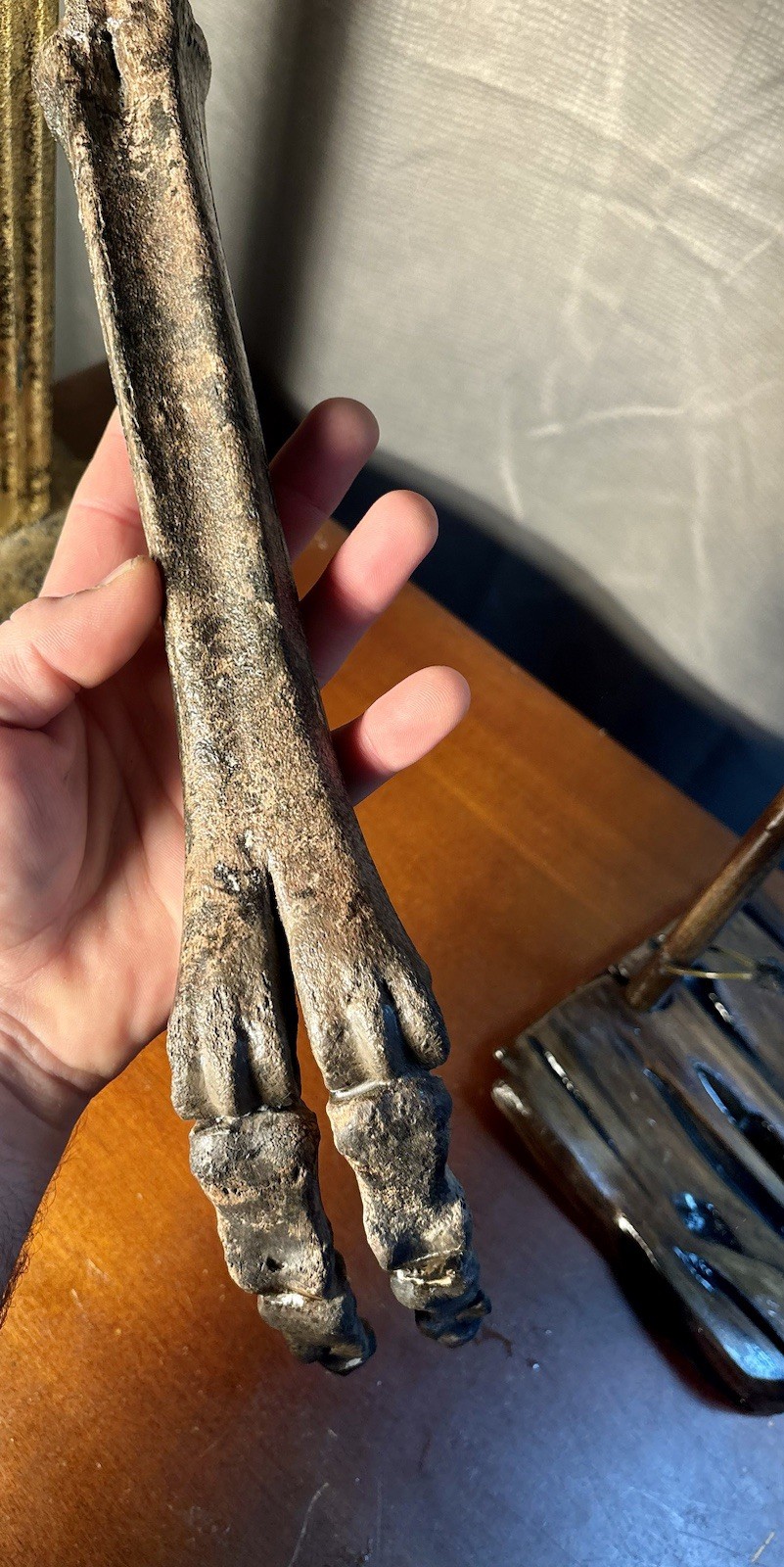 World Class Fossil Camel Leg Mount on Pecky Cypress Wood Stand Florida Fossils