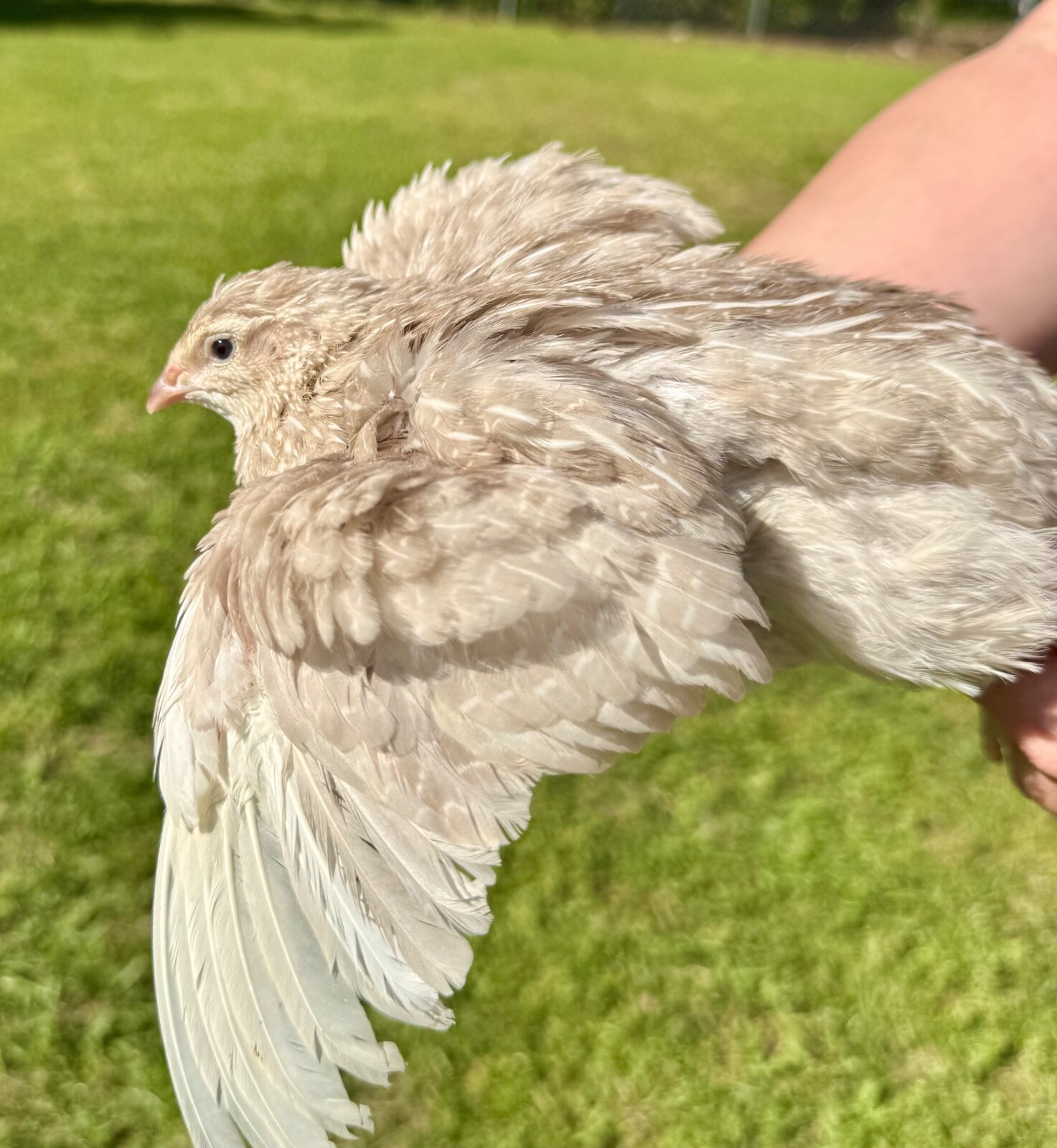30+ RARE COLORS Coturnix Quail Hatching Eggs NPIP AI Free