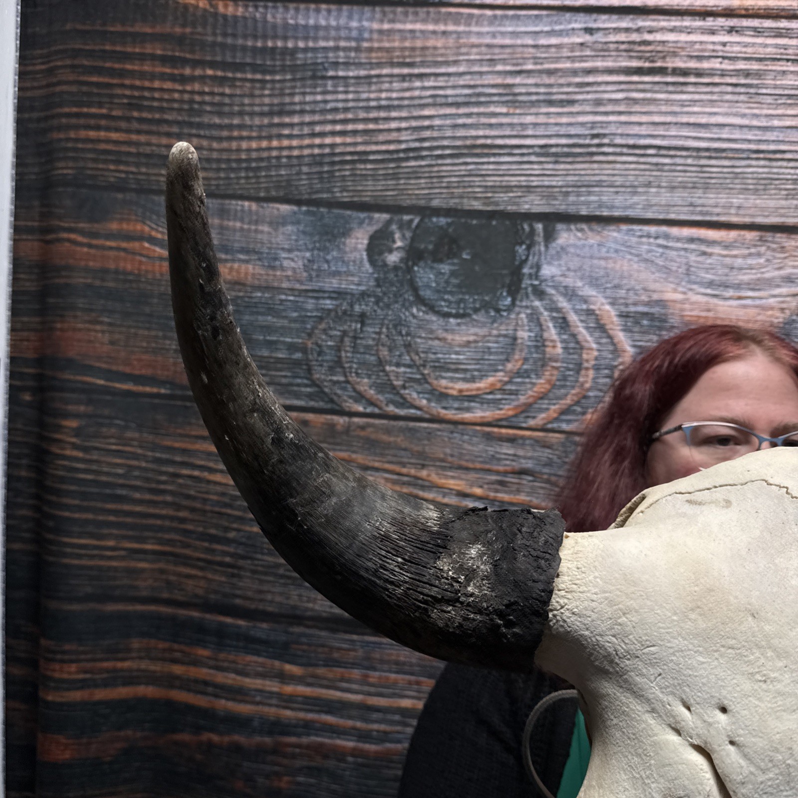 Real Trophy XL Bull Buffalo Bison Skull Horn Animal Mount Western Unique Cabin