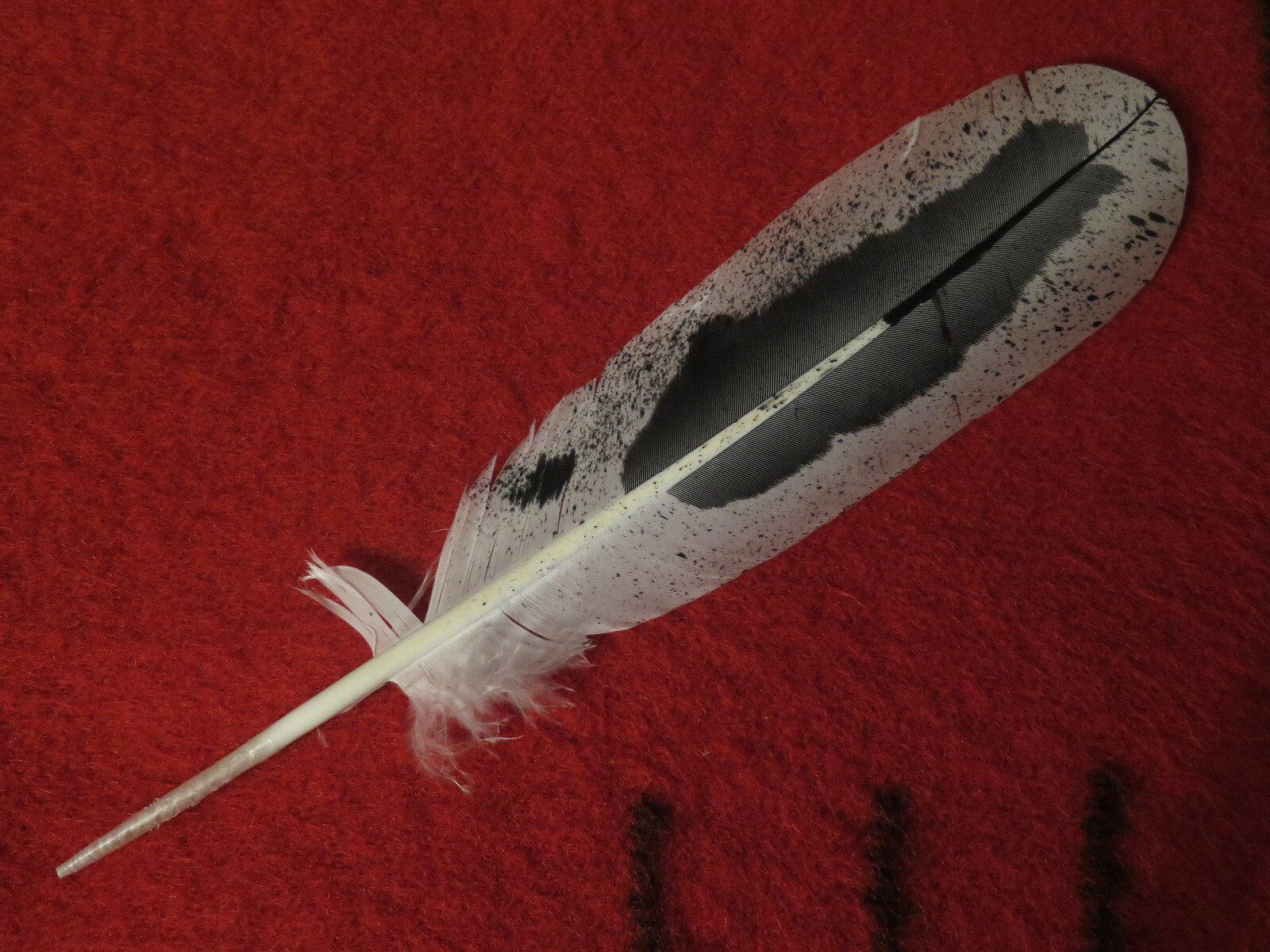 Native American made hand painted Immature Bald Eagle feather