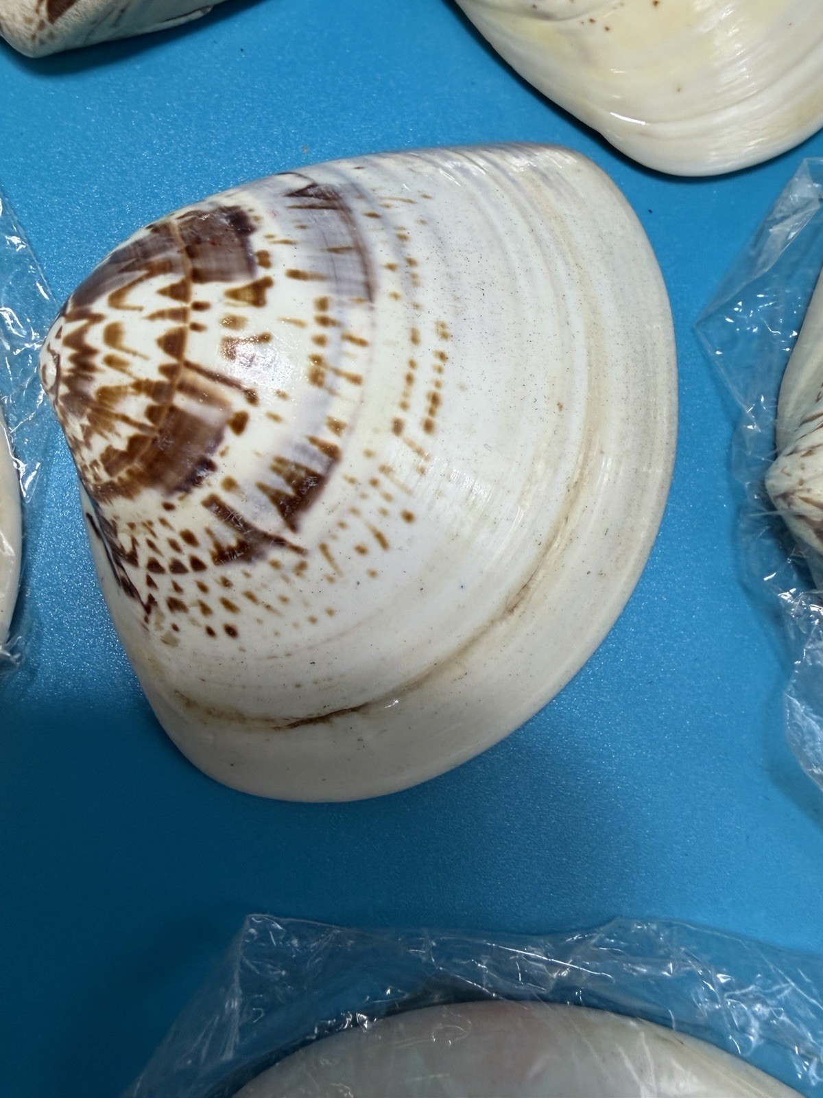 Meiji Period Real Natural Lacquered Seashells Lot Of 7