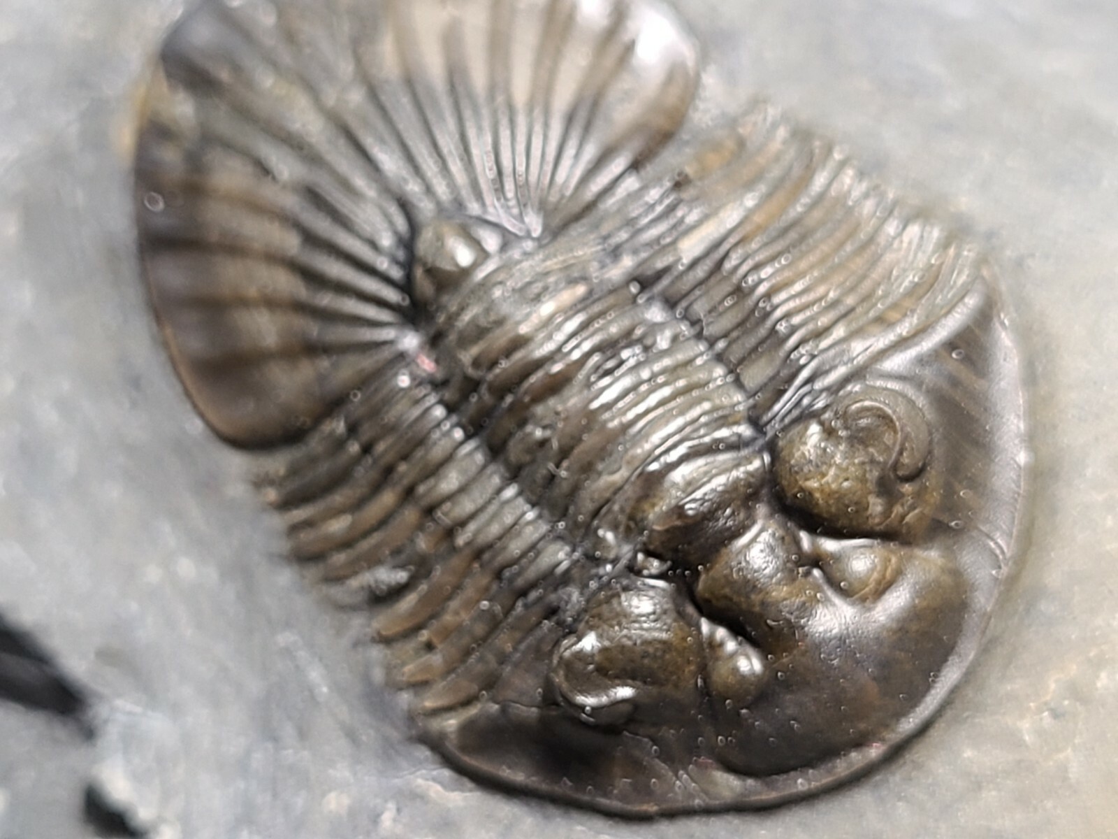 Top Quality double Scabriscutellum trilobite fossil from the Devonian Morocco