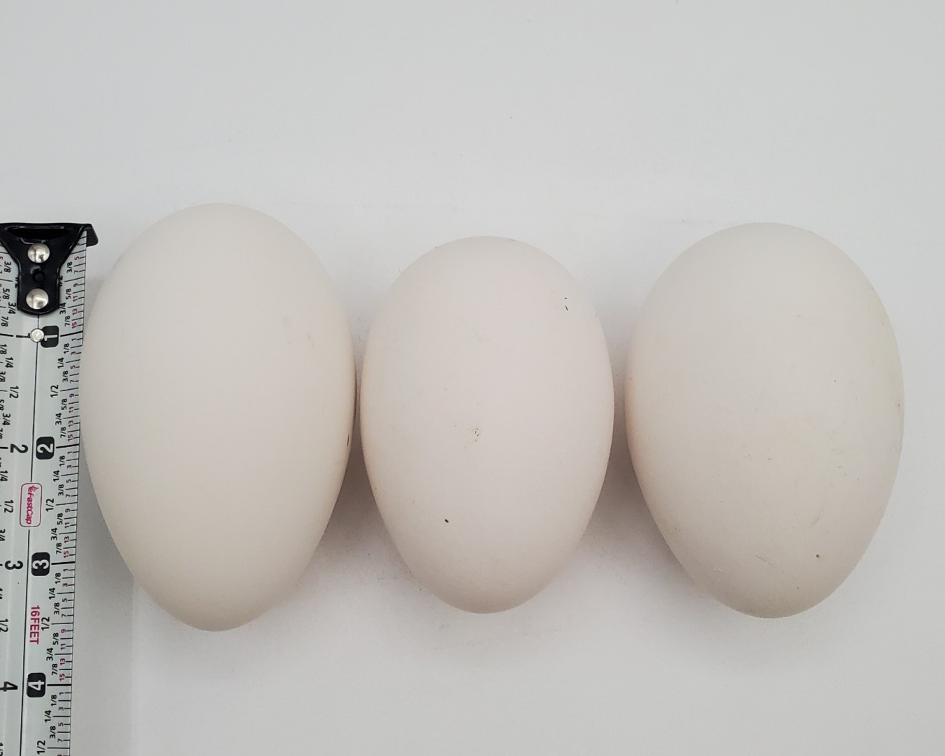 3 + African Goose Hatching Eggs Fertile Louisiana Farm Fresh MULTIPLES AVAILABLE