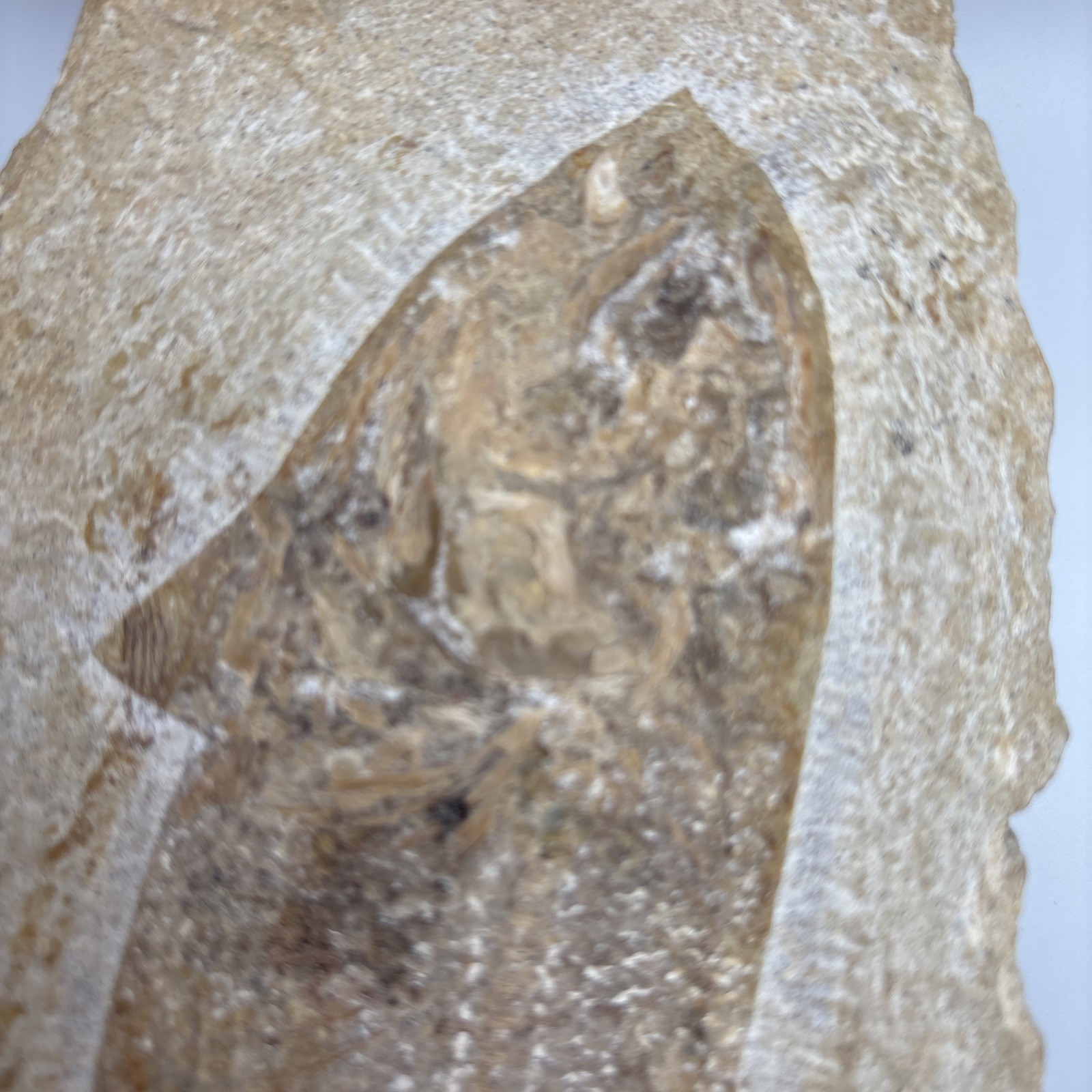 Vinctifer Comptoni Fossil Fish, Brazil, 99-112 million yrs old 9 inches 2 halves