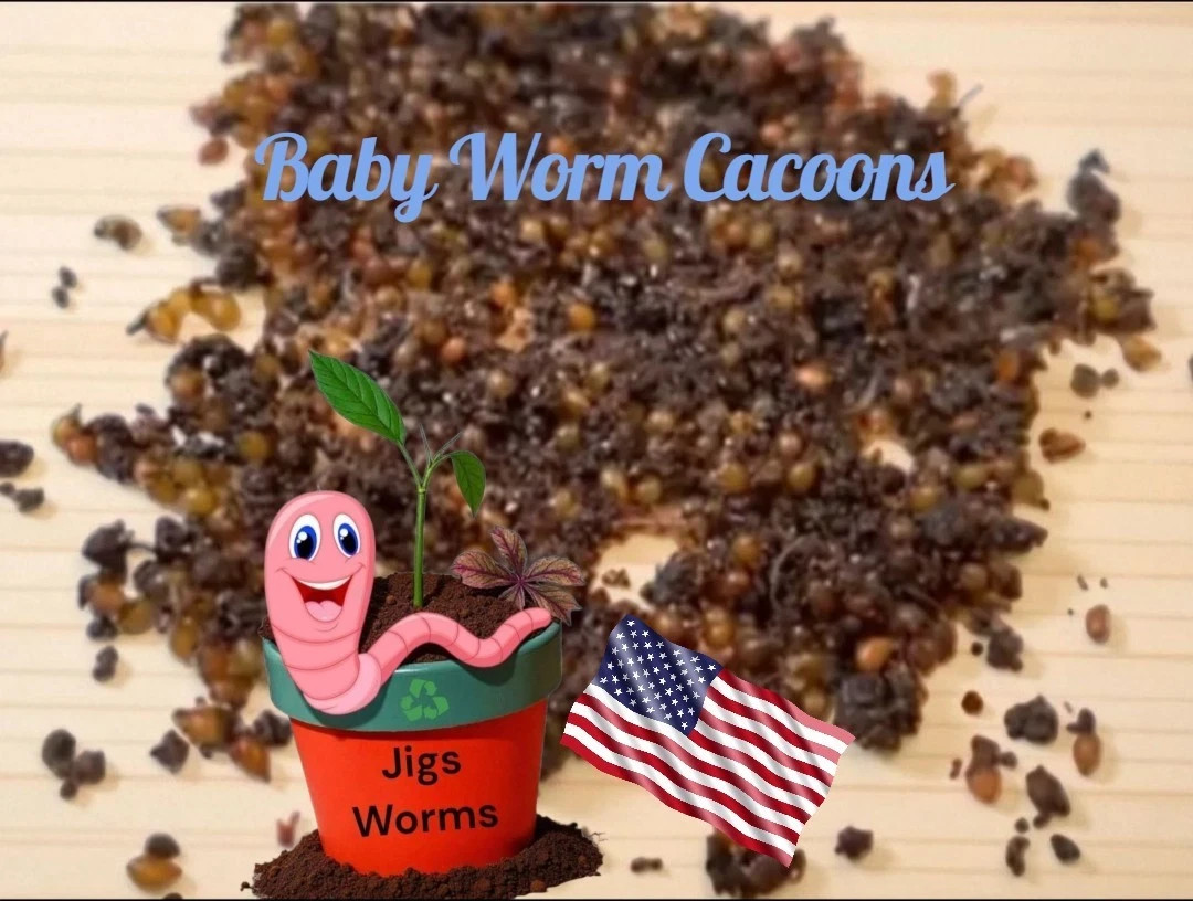 (JIGS) PURE Red Wiggler Worms Cocoon Mix - NO BLUES! Free Shipping
