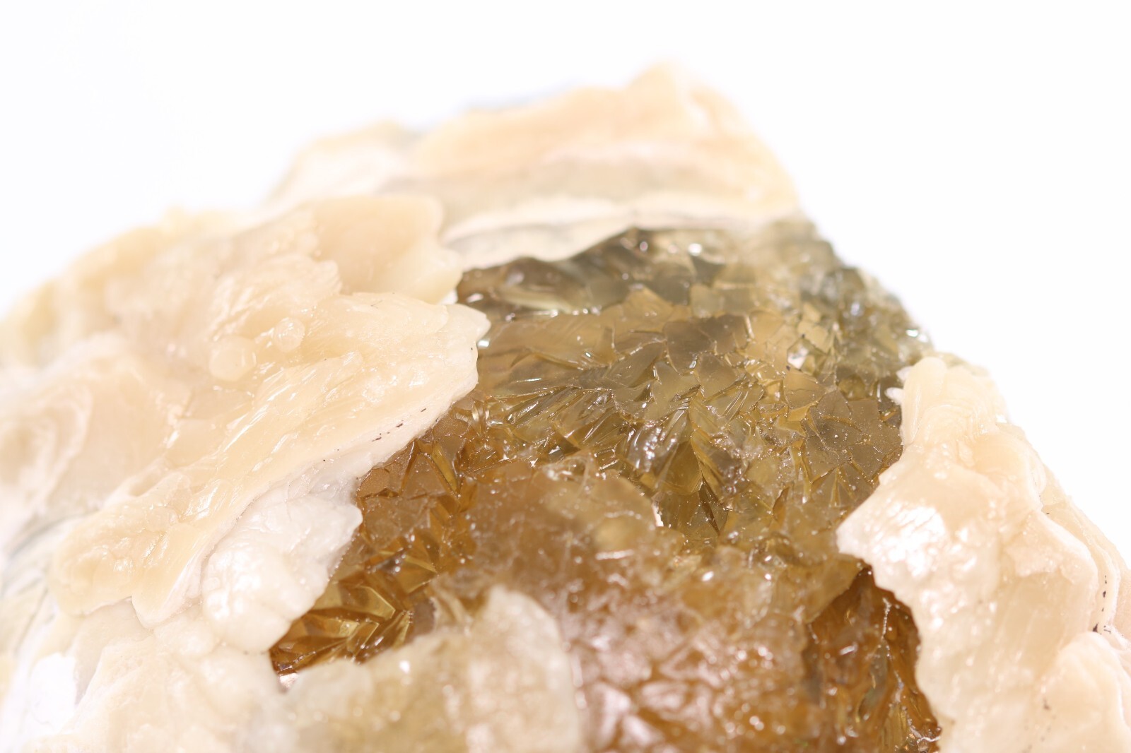 Fossil Clam & Golden Calcite 3.52" Mercanaria Rucks Pit Florida FL COA 6981