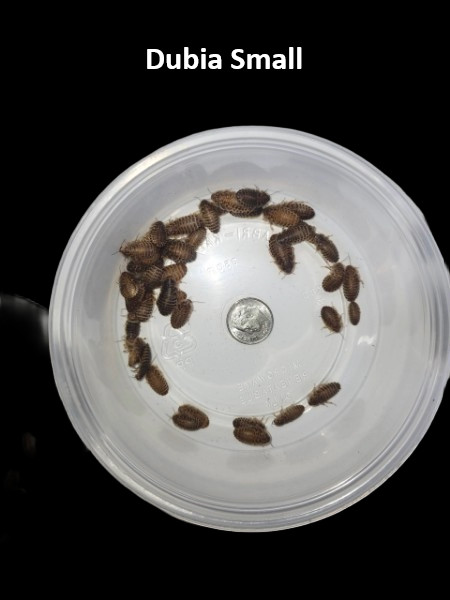 Live Dubia Roaches S/M/L Qty 50-1000| Free Shipping | Live Arrival