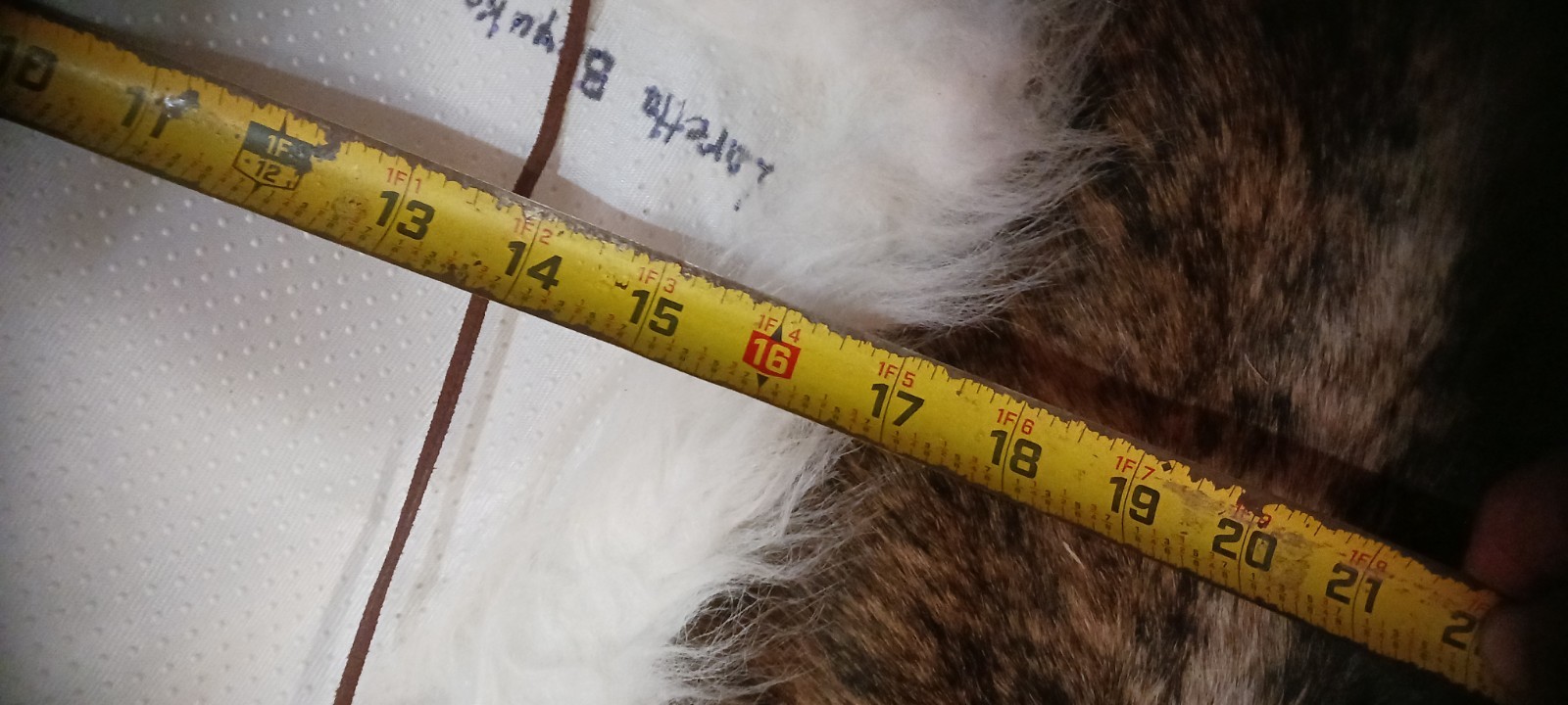 *AWESOME NATIVE AMERICAN WHITE BUFFALO HEAD DRESS LORETTA BEYUKA NICE HTF !*