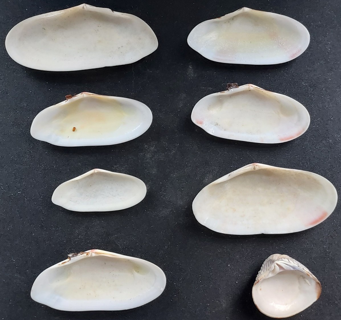 #LLL200 Lot of 8 all different beautiful clam shells, approx. 37-80mm