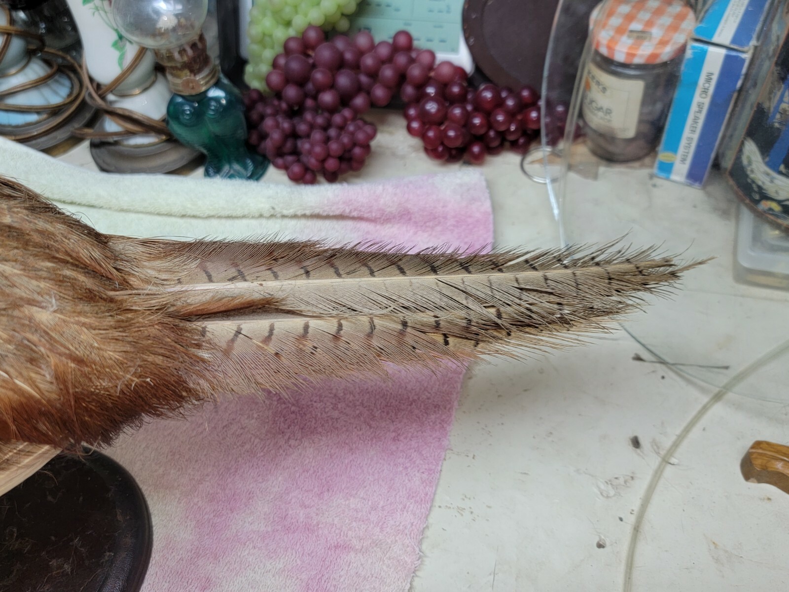 Female Hen Ringneck Pheasant Hen Taxidermy Mounted Plack/ Beautiful 😍 Colors