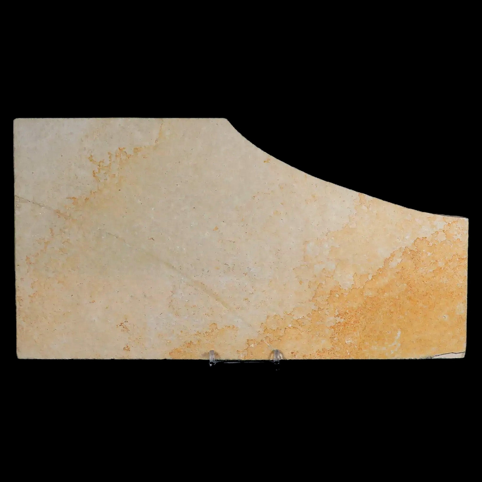 8.8" Plesioteuthis Prisca Fossil Squid Upper Jurassic Age Solnhofen FM Germany