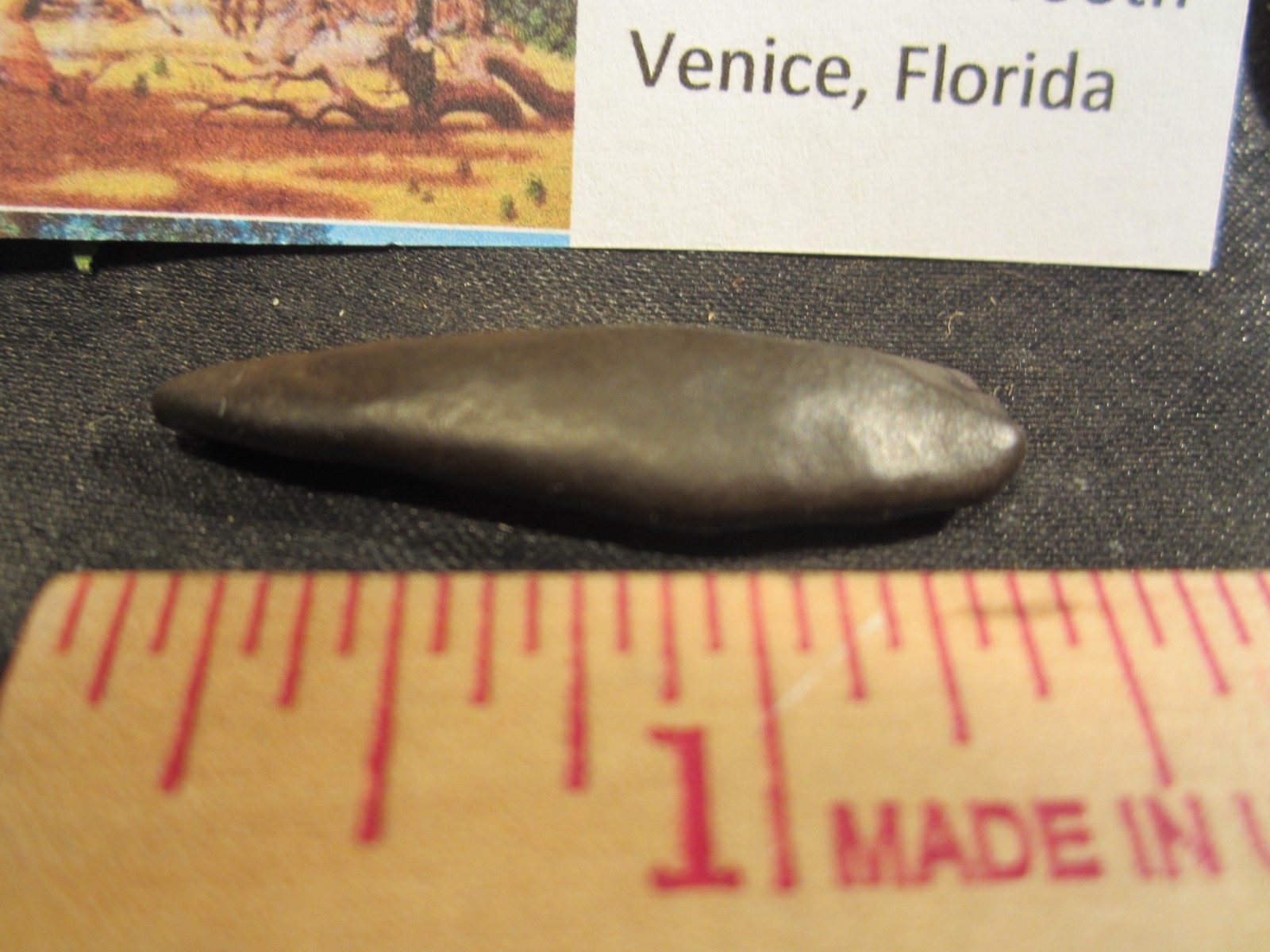 Fossilized Mammal Tooth Venice, Florida
