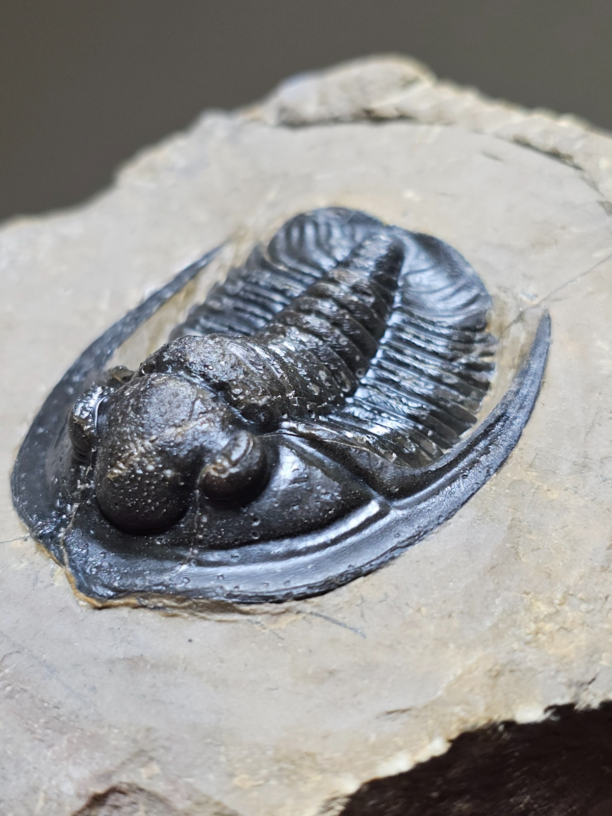 Fossil trilobite Top Quality Diademaproetus Devonian morocco 40mm