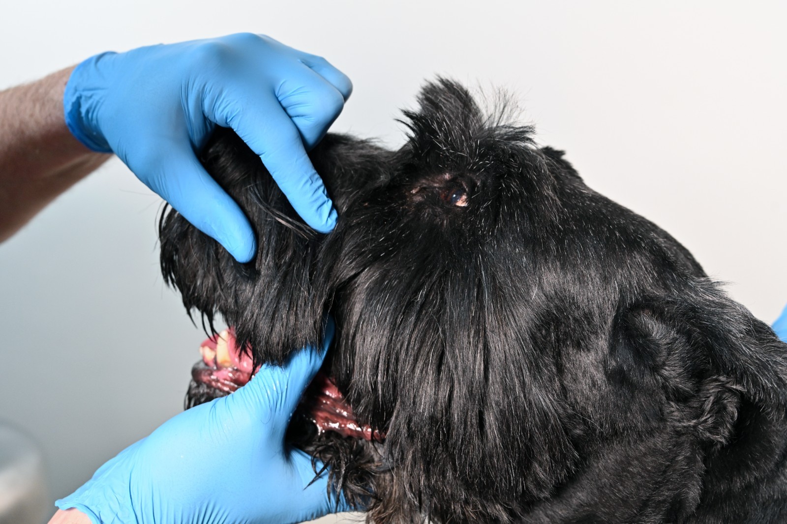 1000pc Medical Exam Nitrile Gloves 4.0 mil Chemo Rated, Powder & Latex Free