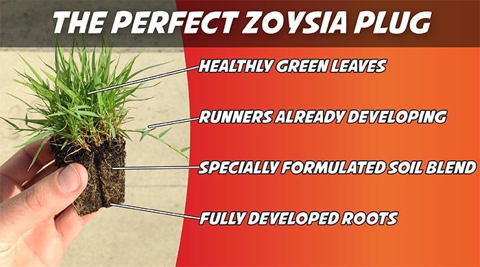 Zoysia Grass Plugs TWO TRAYS = 100 Plugs FREE SHIPPING Order Zoysia Lawn Now