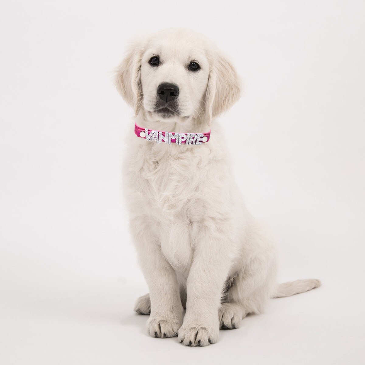 Personalized Dog Cat Collar DIY Name Letter Small Pet Puppy Bling Leather Collar