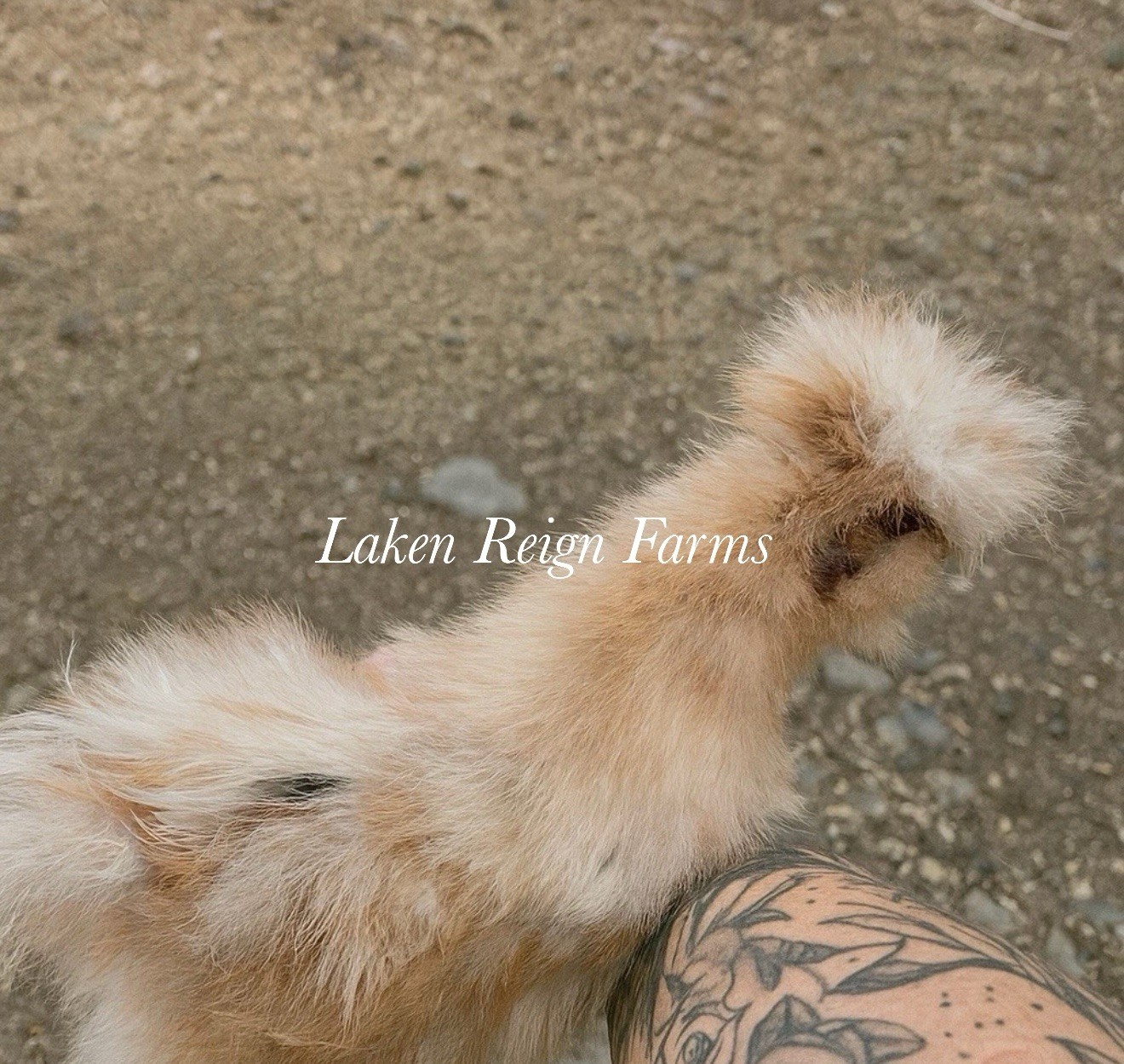 5+1 Silkie Calico Splash/Calico Paint Project Pen Hatching Eggs NPIP/AI