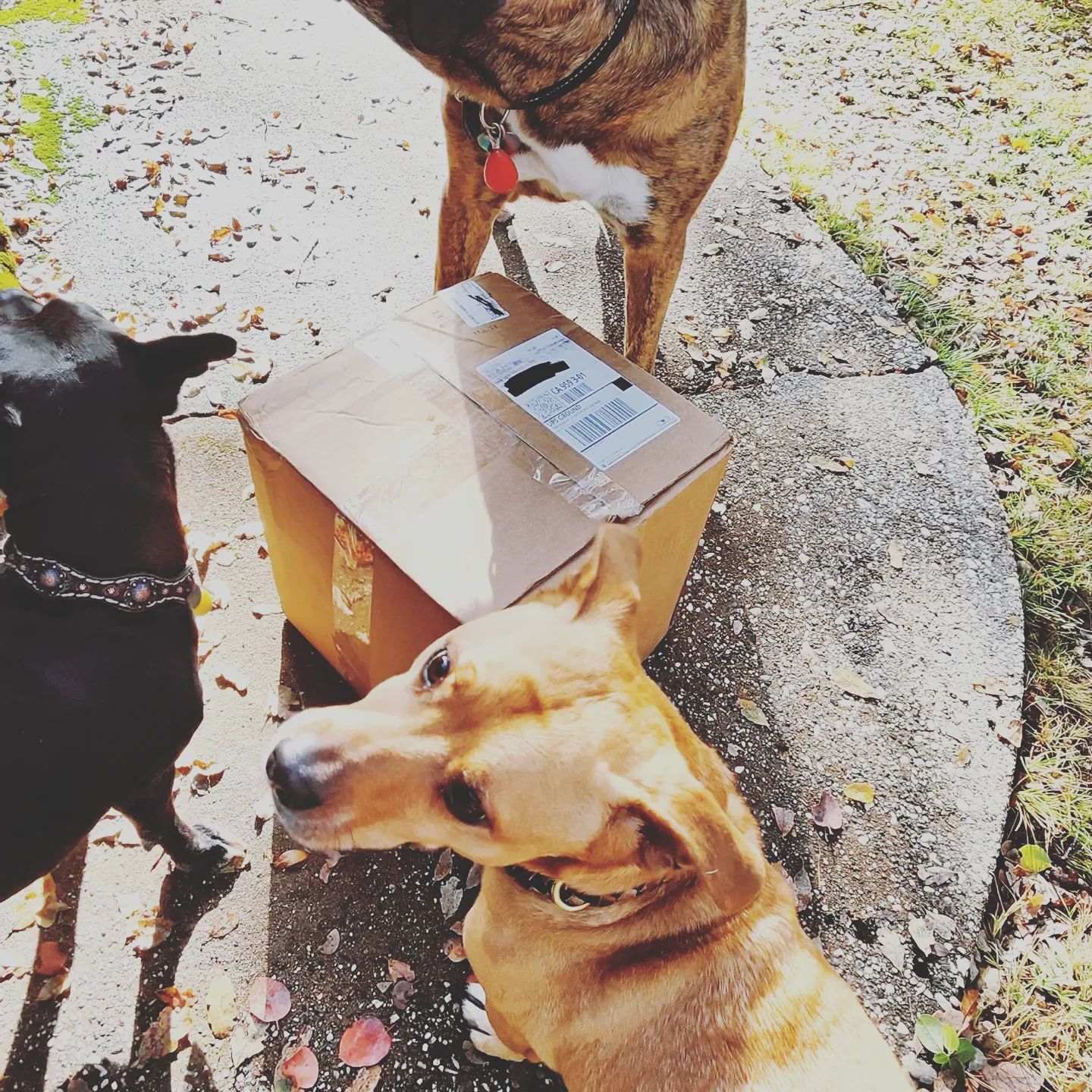 100 LOW COST DOGGIE BALLS - USED TENNIS BALLS - FREE SHIPPING - SAVE 10%