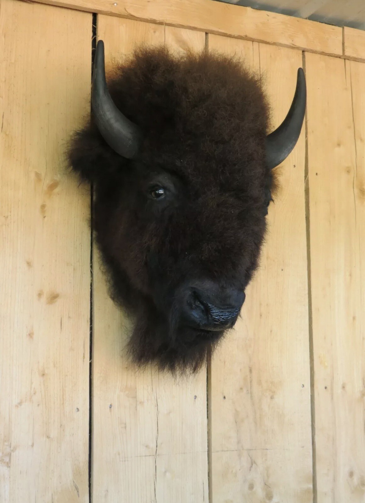 Real Buffalo / Bison Head Taxidermy Mount New Neck Mount