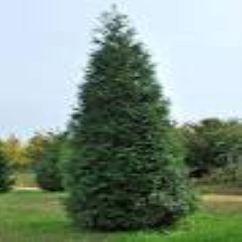 Green Giant Arborvitae, fast growing, privacy, five to 50 plants, FREE shipping