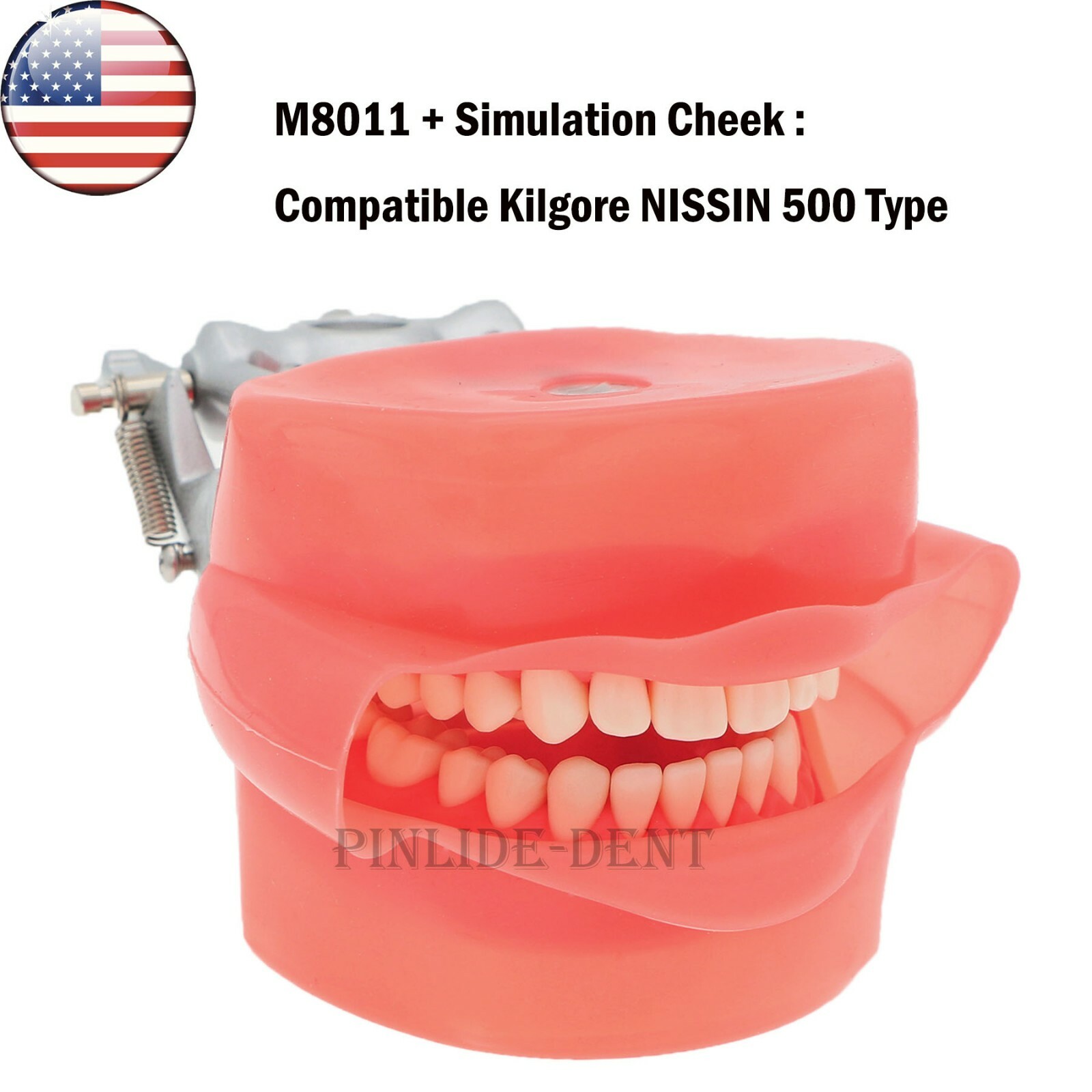 Kilgore NISSIN 200/500 Type Dental Typodont Model With Screw-in Removable Teeth