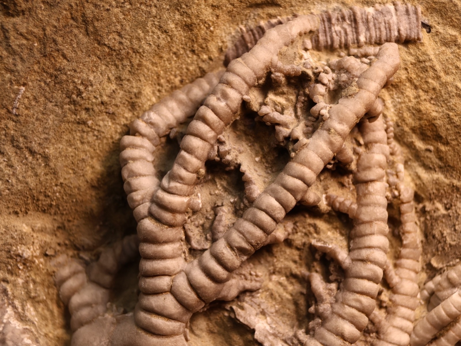 Vortex of Fossil Crinoids, Crawfordsville, IN