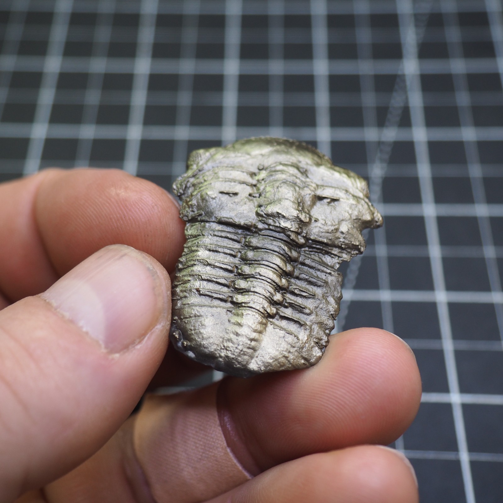 Chotecops ferdinandi Pyrite Trilobite Bundenbach Germany Fossil Devonian