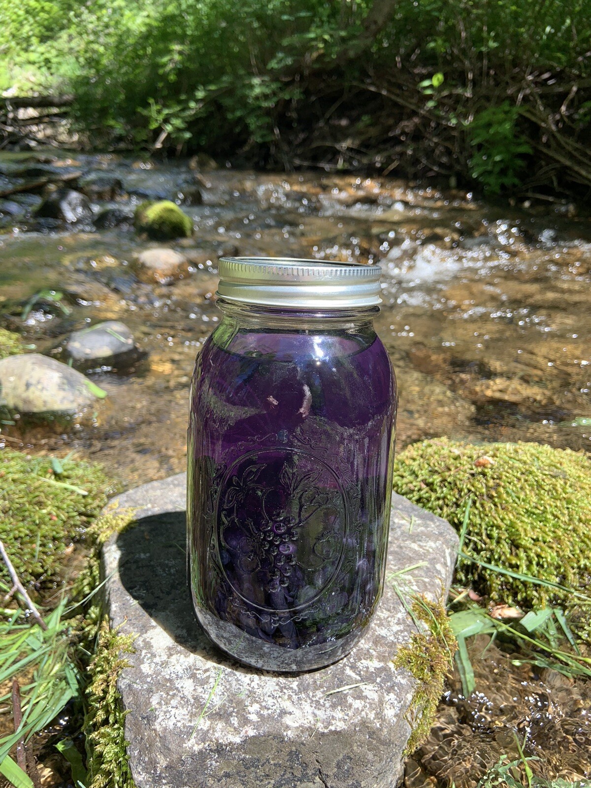 Indian Pipe Ghost Plant Tincture with Flower In Bottle 15 ml Drops monotropa 