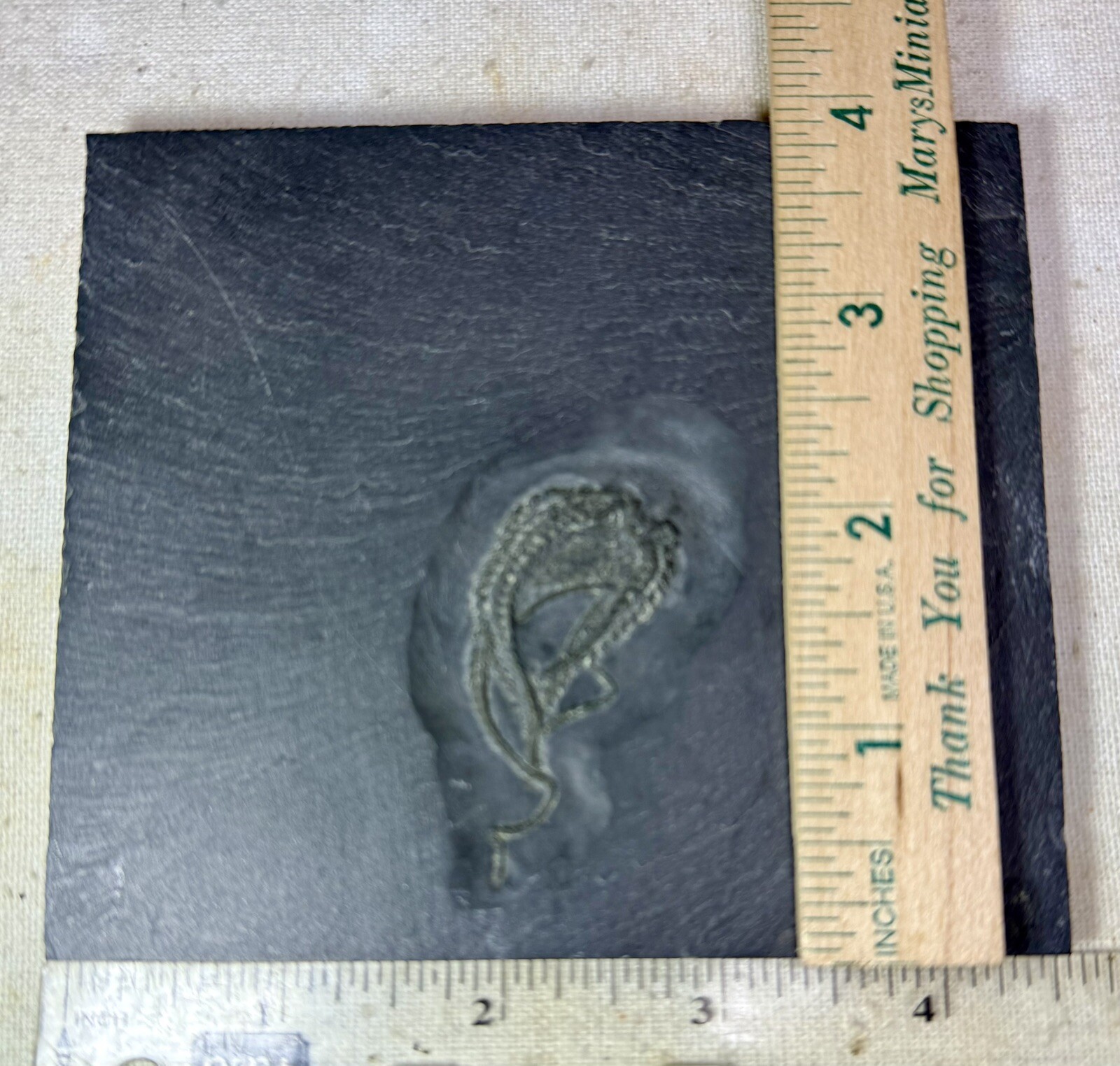 Bundenbachia Beneckei Starfish Fossil ~ Bundenbach Germany ~ Devonian Period