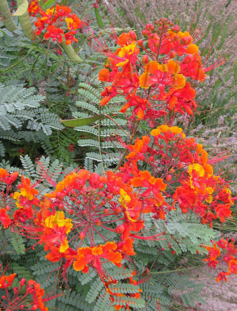 Caesalpinia pulcherrima Pride Of Barbados Mexican Bird Peacock seeds Orange Colr