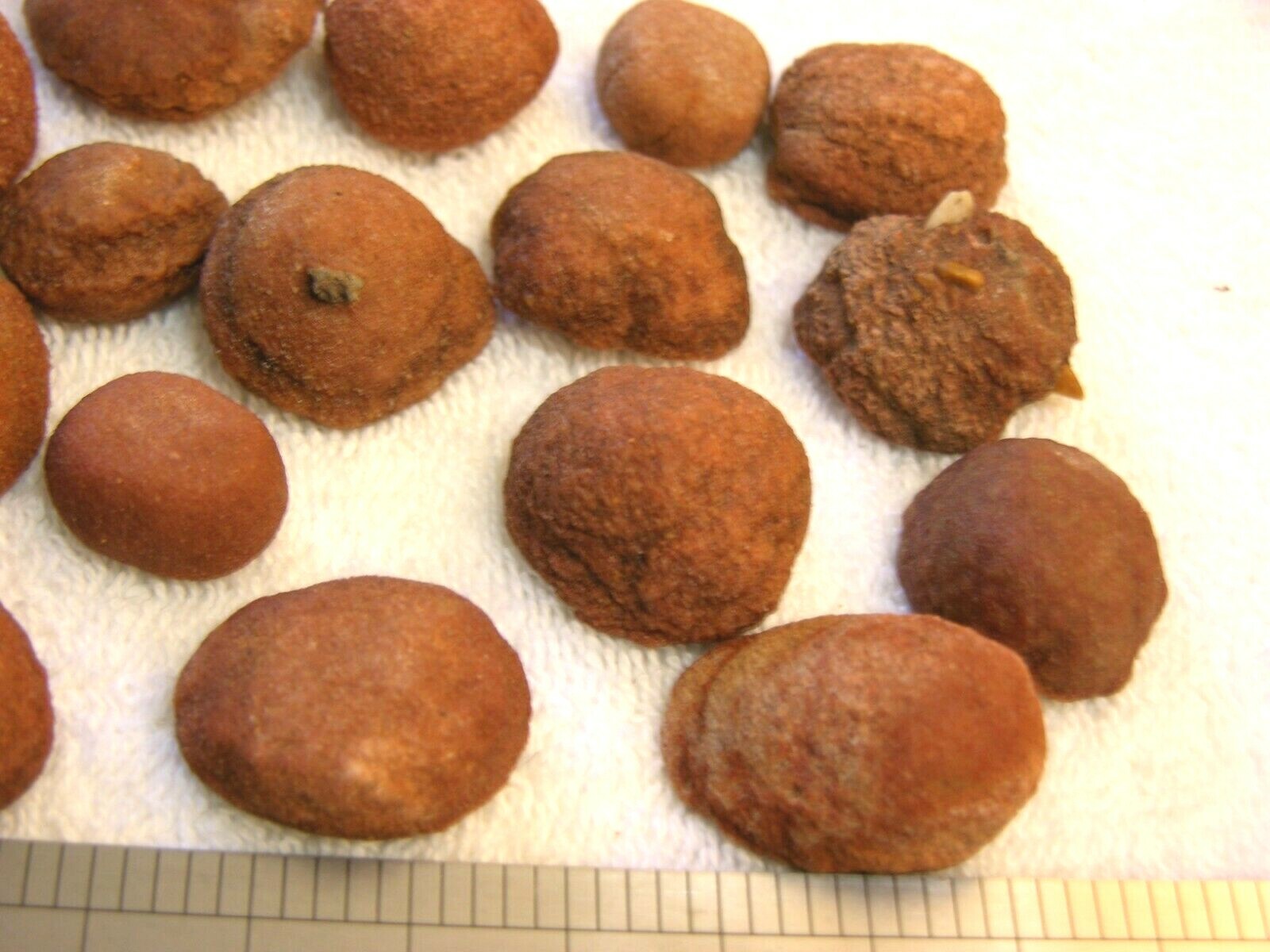 Stromatolite fossils ancient earth life 1 billion years 10 fossils per winner