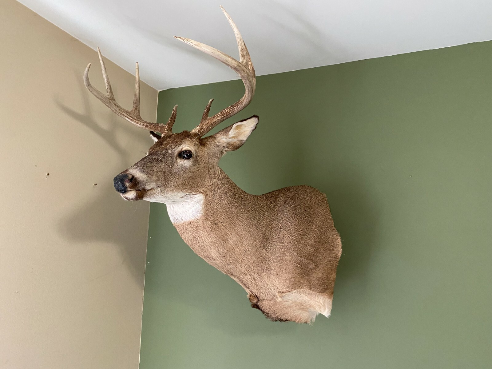 Amazeen Outdoors Adjustable Shoulder Mount Wall Hanger Whitetail Deer Mule