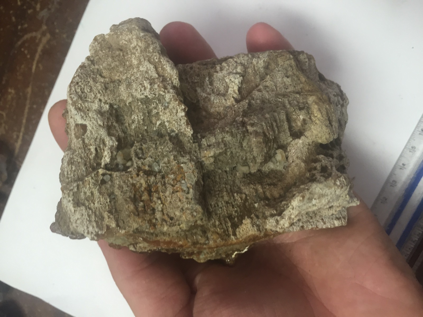 Big 1lb Fossilized Coral Botryoidal Specimen Peace River FL