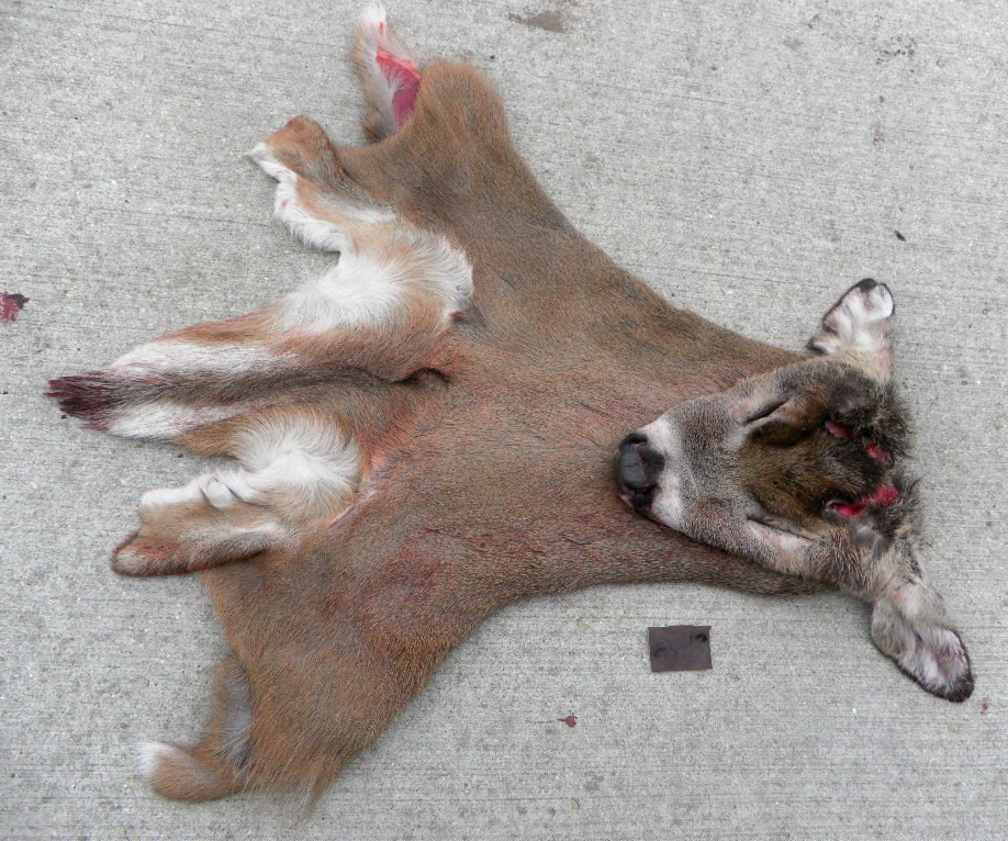 23 to 24" nov red short seam whitetail Deer Cape Taxidermy mount antlers