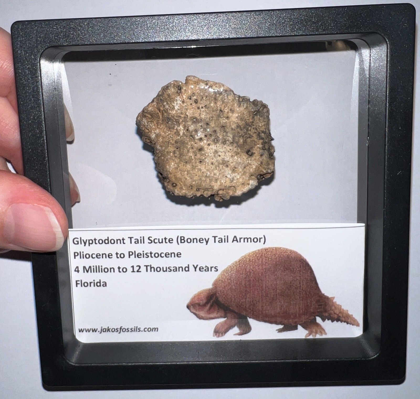 Framed RARE Ice Age Fossil GLYPTODONT Tail Scute Bone Armor Lot! ONE PER ORDER!