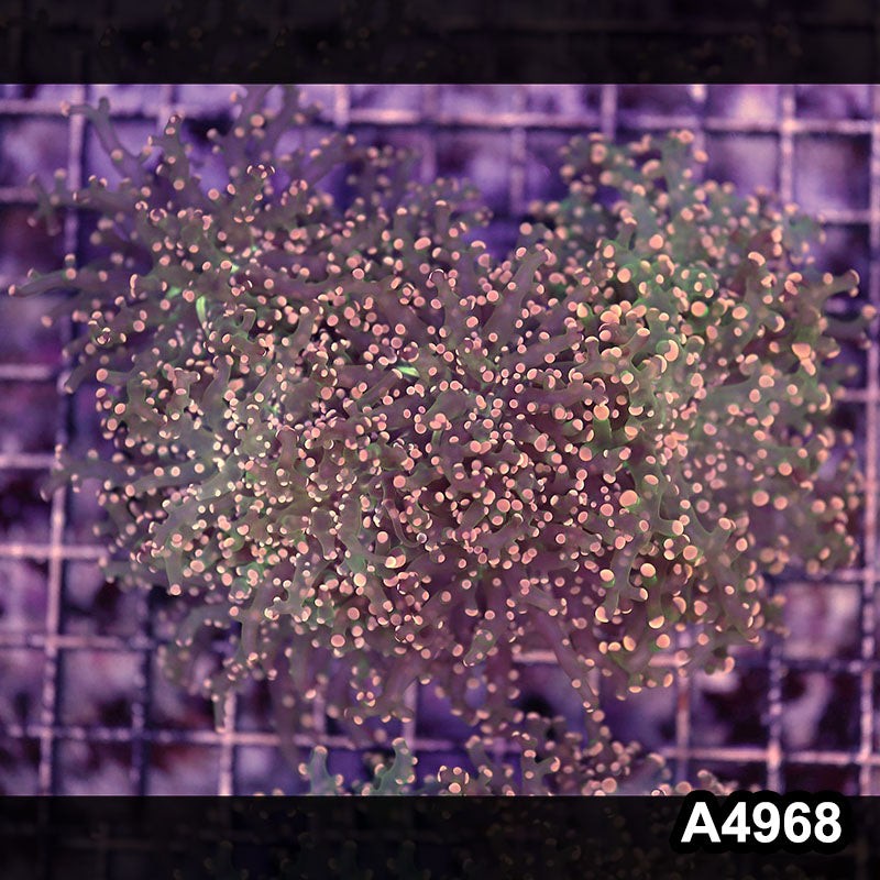 Item#A4968LW4968(L) WYSIWYG Indo Ultra Tip Branching Frogspawn Colony