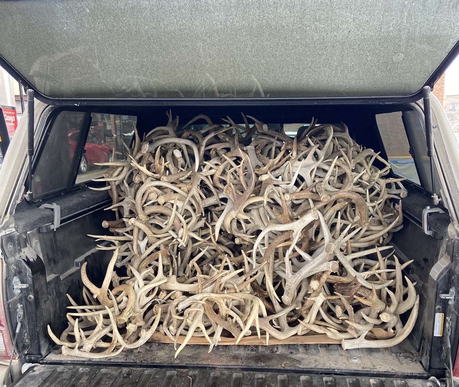3, 5, 10 Pounds Premium A Grade Bulk Whitetail Deer Antlers - No Defects