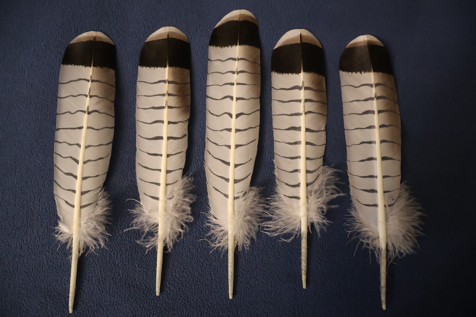 Native American-made the Revered White Tailed Hawk hand painted WhiteTailed Hawk