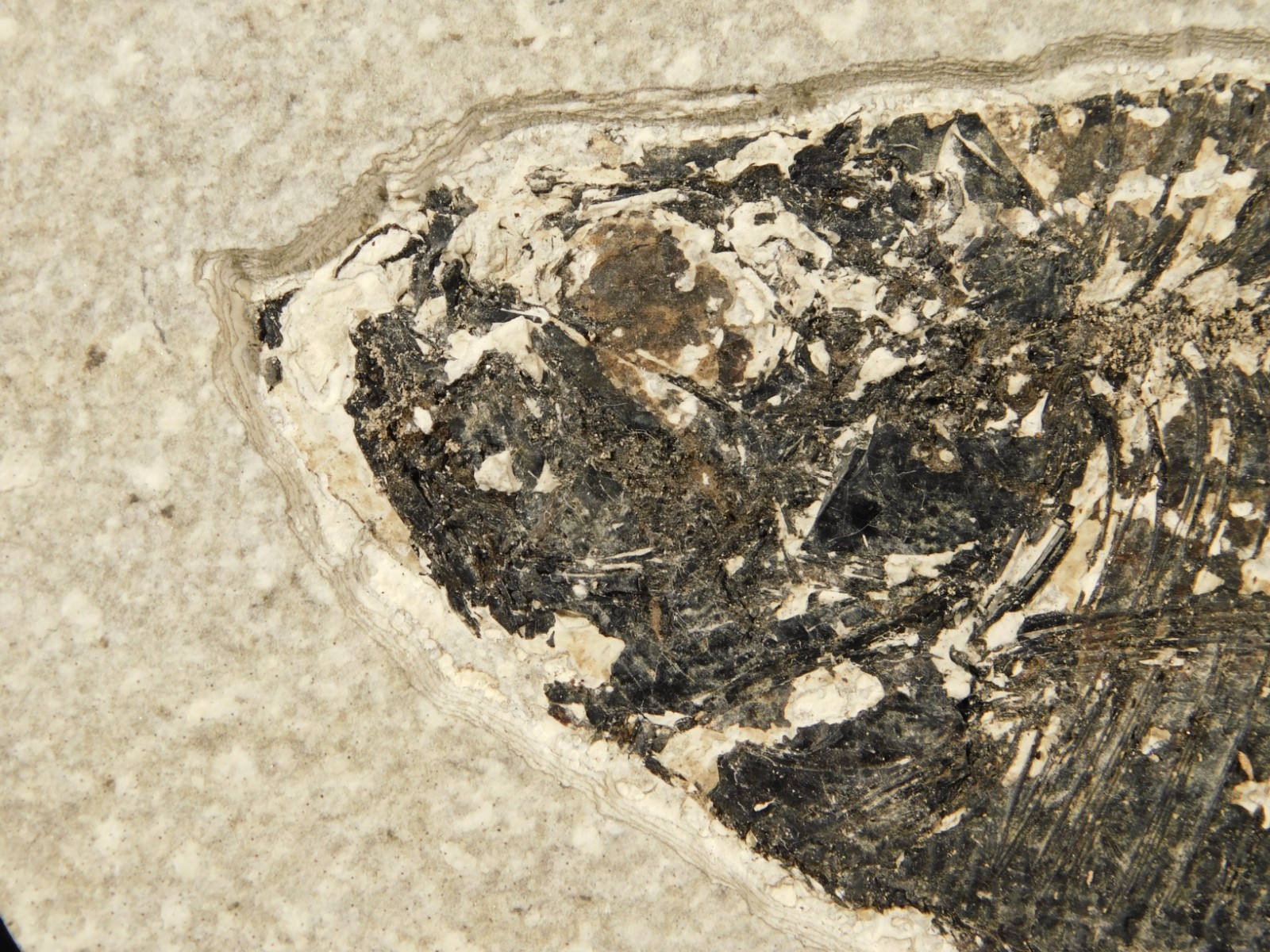 Larger! FIFTY Million Year Old! Diplomystus Dentatus FISH Fossil Wyoming 343gr