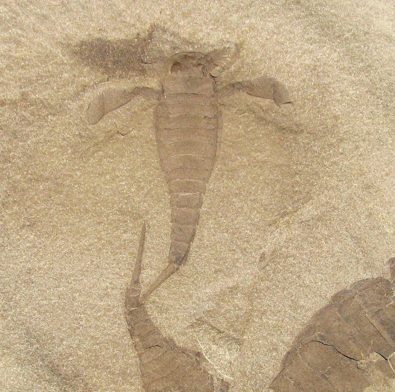 FABULOUS TEXTBOOK EURYPTERUS REMIPES & OTHERS - GREAT MULTIPLE EURYPTERID PLATE!