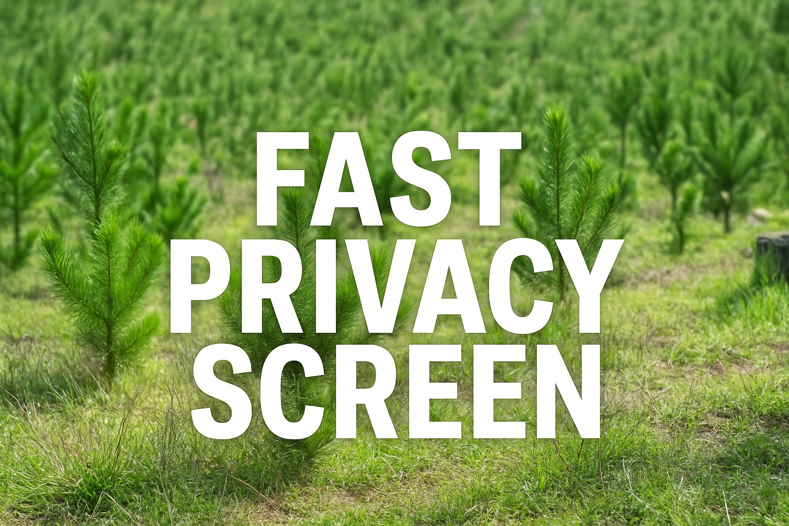 150 Loblolly pine tree containerized seedlings