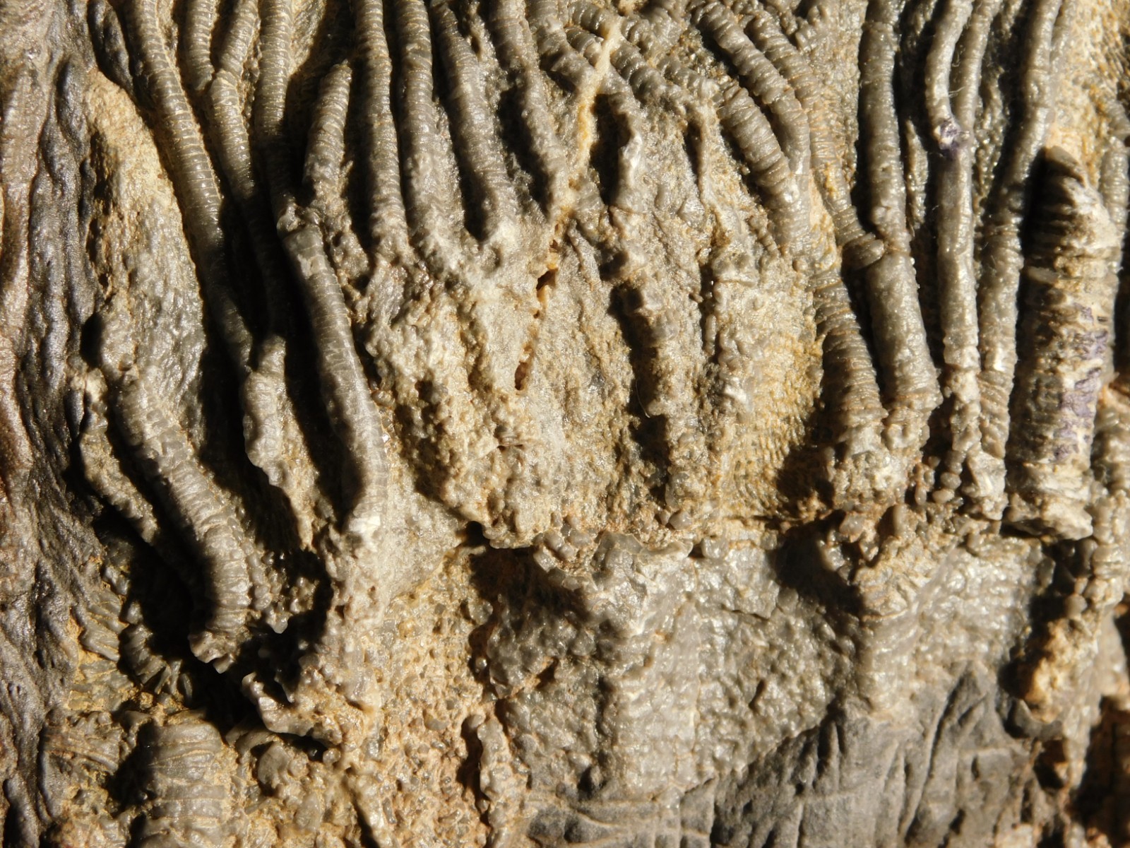 BIG! 430 Million Year Old! CRINOID Fossil or Sea LILY Fossil Morocco 1570gr