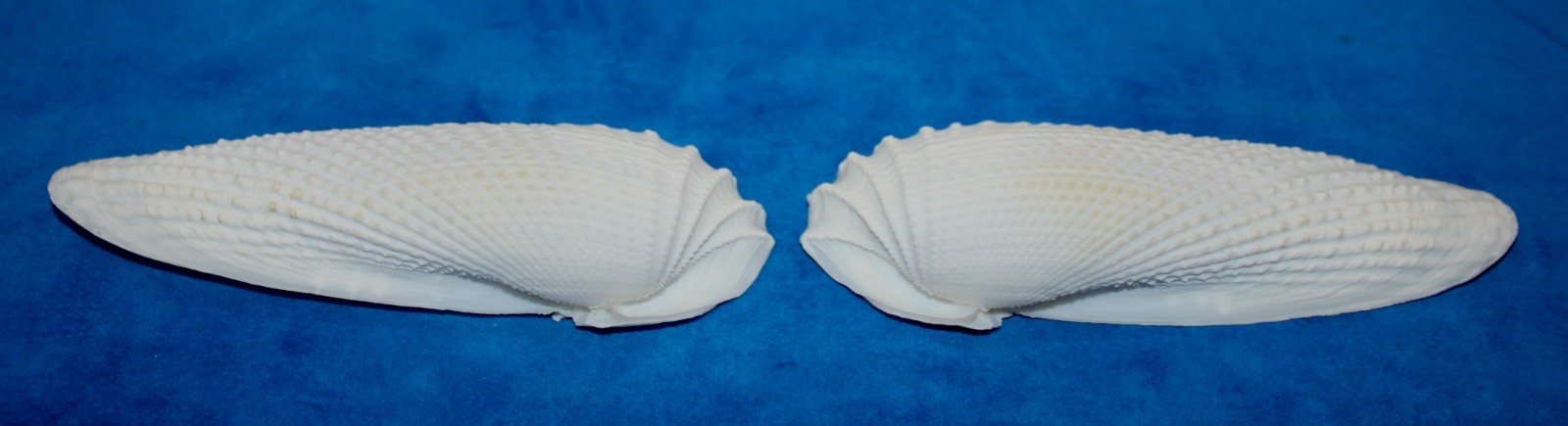 Seashell Angel Wings cyrtopleura costata Florida 120mm F+ #S-15